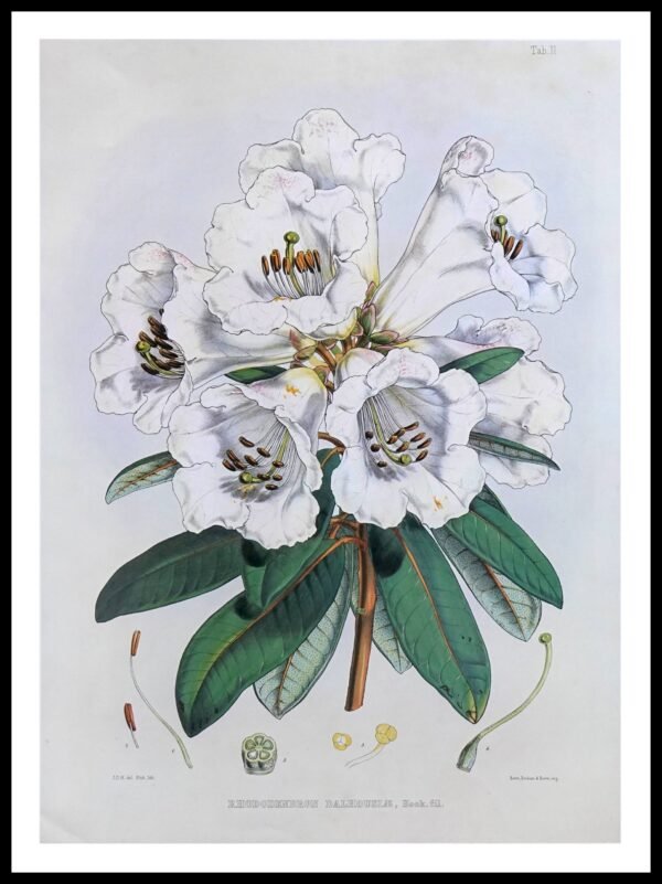 PTR JDH01 Rhododendron Dalhousiae (Antique Prints)